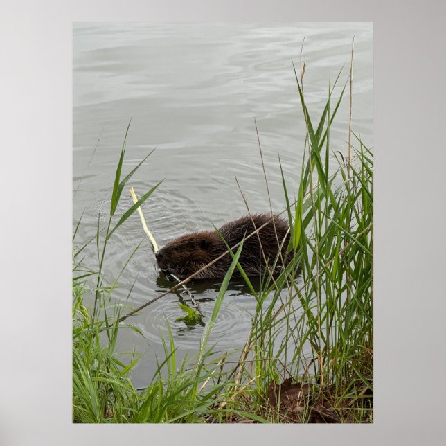 Busy Beaver Poster (Vorne)