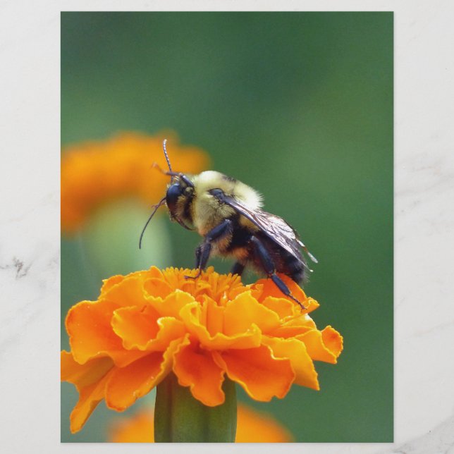 Busy Bee (Vorderseite)