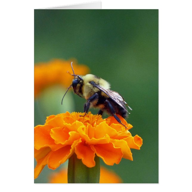 Busy Bee (Vorne)