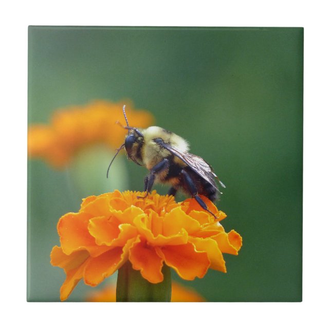 Busy Bee Fliese (Vorderseite)