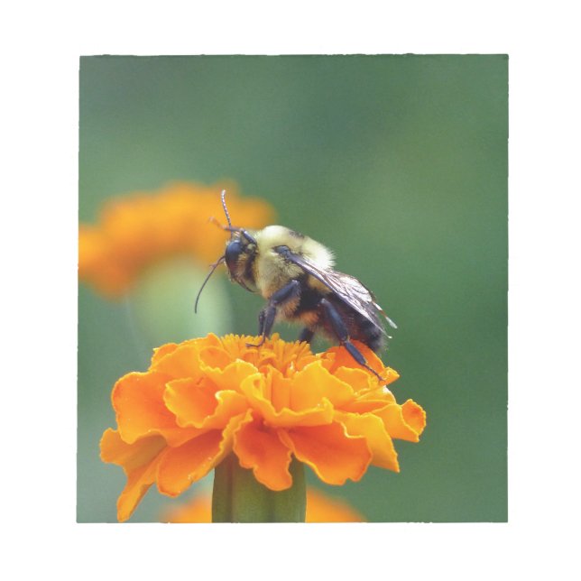 Busy Bee Notizblock (Vorderseite)