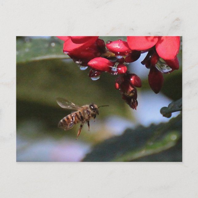 Busy Bee Postkarte (Vorderseite)