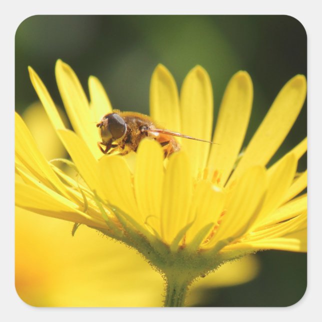 Busy Bee Quadratischer Aufkleber (Vorderseite)