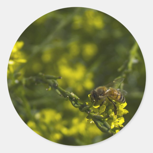 Busy Bee Runder Aufkleber (Vorderseite)