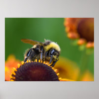 Busy Bumble Bee