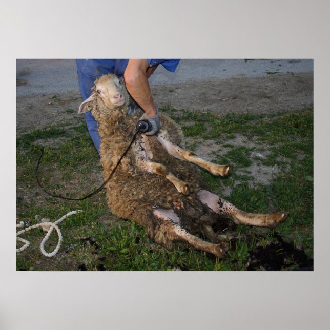 Busy Sheep Shearer Poster (Vorne)