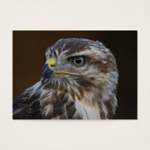 Buteo buteo