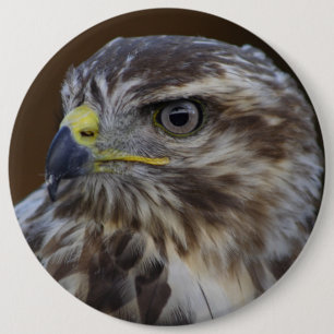 Buteo buteo button