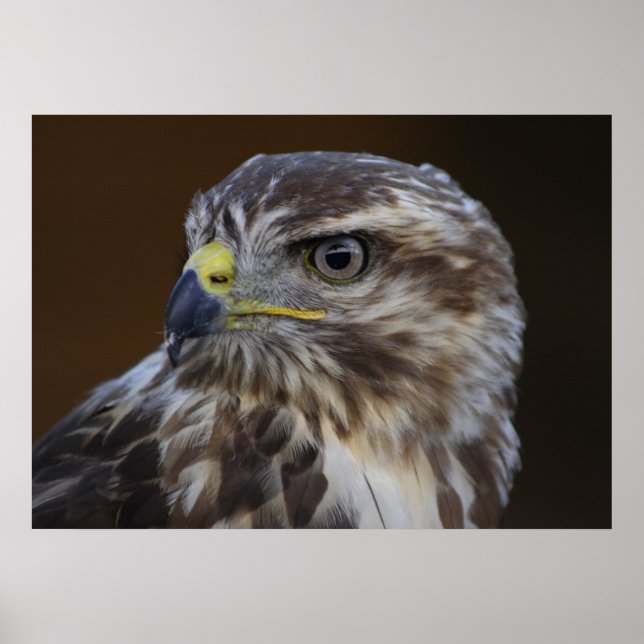 Buteo buteo poster (Vorne)
