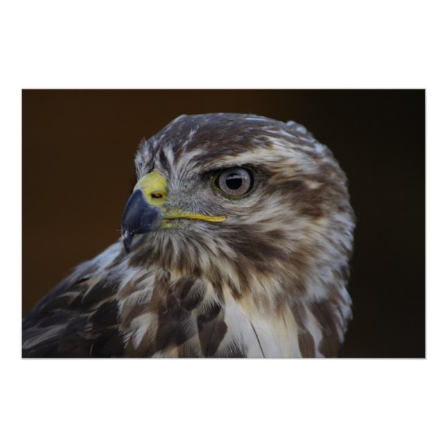 Buteo buteo poster (Vorderseite)