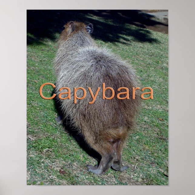 Butte der Capybara-2 Poster (Vorne)