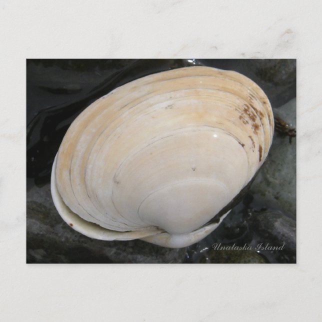 Butter Clam Seashell, Insel Unalaska Postkarte (Vorderseite)