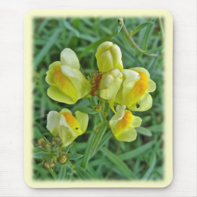 Butter 'n Eggs Wildblume Koordination Elemente Mousepad (Vorne)