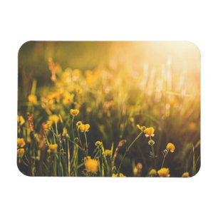Butterblume-Sonnenuntergang Magnet