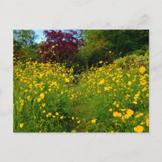 Butterblumen postkarte