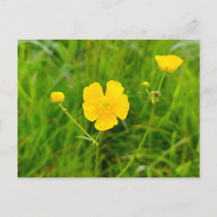 Butterblumen  postkarte