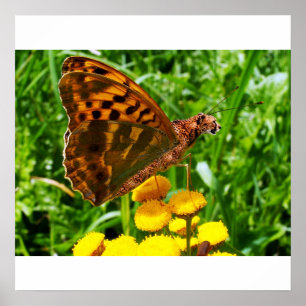 Buttercheeta Plakat
