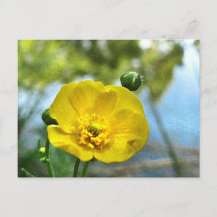 Buttercup am Teich Postkarte