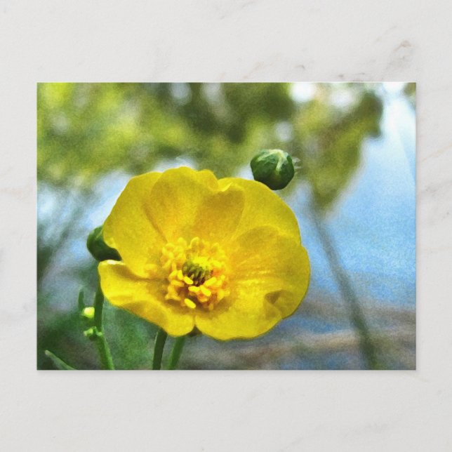 Buttercup am Teich Postkarte (Vorderseite)