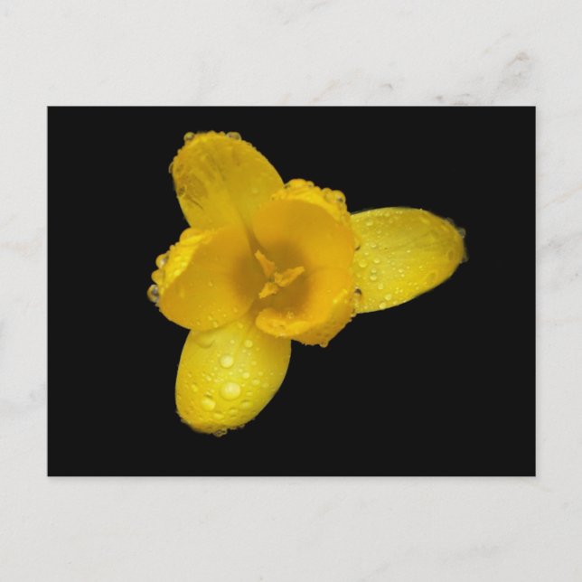 Buttercup auf schwarz postkarte (Vorderseite)