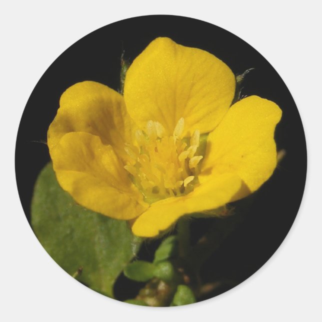 Buttercup ~ Aufkleber (Vorderseite)