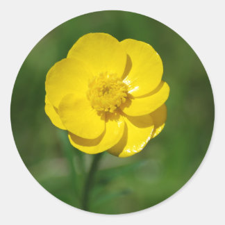 Buttercup-Aufkleber Runder Aufkleber