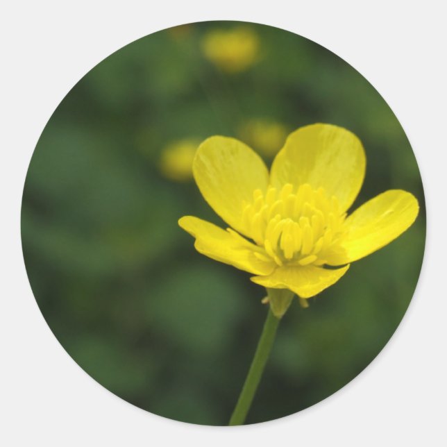 Buttercup-Aufkleber Runder Aufkleber (Vorderseite)