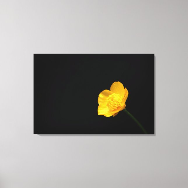 Buttercup Blume 36x24 (90x60cm) Waccna Leinwanddruck (Vorderseite)