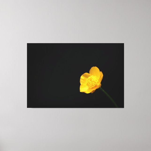 Buttercup Blume 60x40 (150x100cm) Waccna Leinwanddruck (Vorderseite)