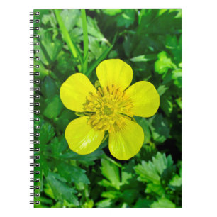 Buttercup Blume bewundern. Notizblock