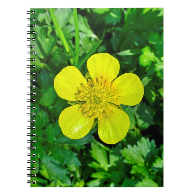 Buttercup Blume bewundern. Notizblock (Vorderseite)