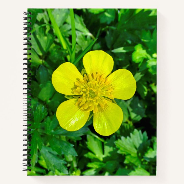 Buttercup Blume bewundern. Notizbuch (Vorderseite)