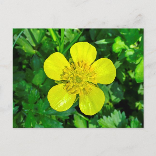 Buttercup Blume bewundern. Postkarte (Vorderseite)