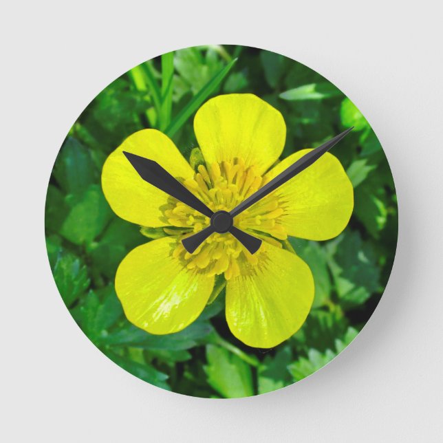 Buttercup Blume bewundern. Runde Wanduhr (Vorderseite)
