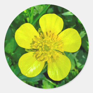 Buttercup Blume bewundern. Runder Aufkleber