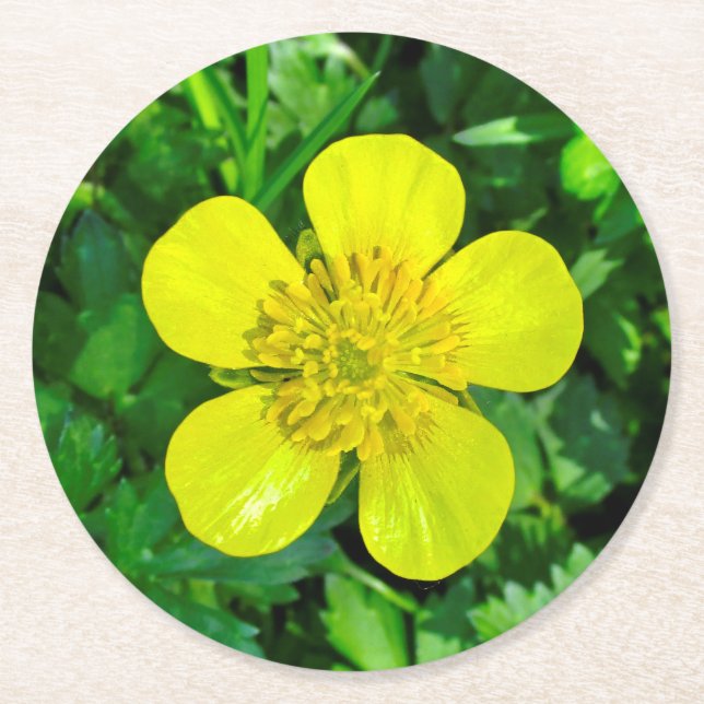 Buttercup Blume bewundern. Runder Pappuntersetzer (Vorderseite)