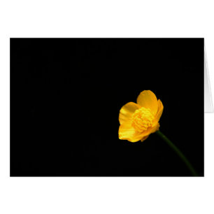 Buttercup Blume Gccna