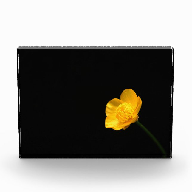 Buttercup-Blume pbcnm Fotoblock (Vorderseite)
