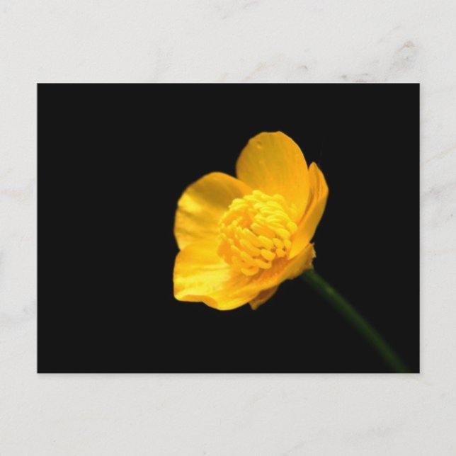 Buttercup Blume pccnm Postkarte (Vorderseite)