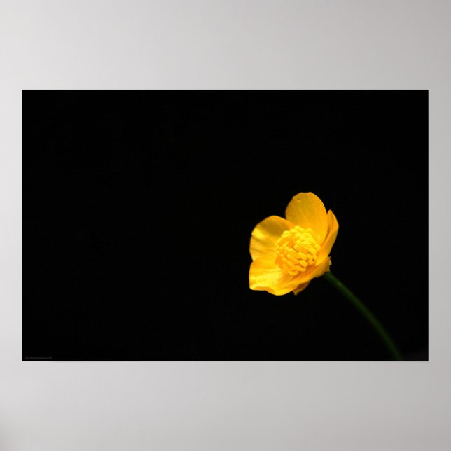 Buttercup-Blume Poster (Vorne)