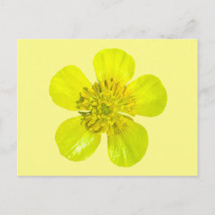 Buttercup Blume - transparent. Karte