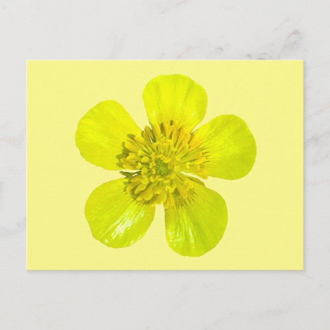 Buttercup Blume - transparent. Karte (Vorderseite)