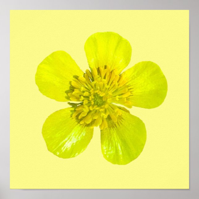 Buttercup Blume - transparent. Poster (Vorne)