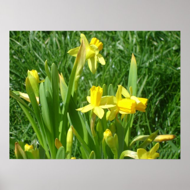 Buttercup Gelbe Daffodien Poster (Vorne)