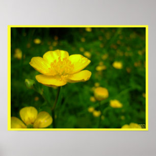 Buttercup Poster Print Wildfower Art Printing