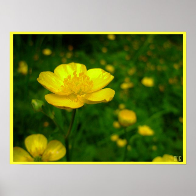 Buttercup Poster Print Wildfower Art Printing (Vorne)