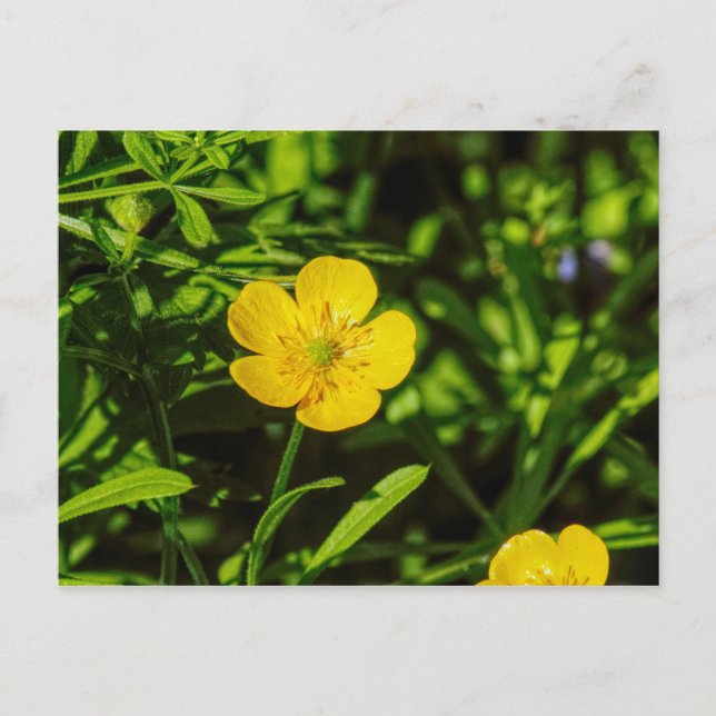 Buttercup Postkarte (Vorderseite)