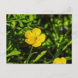 Buttercup Postkarte