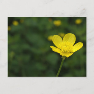 Buttercup Postkarte