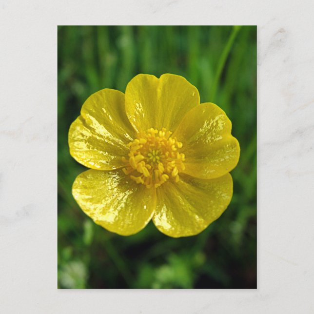 Buttercup Postkarten (Vorderseite)